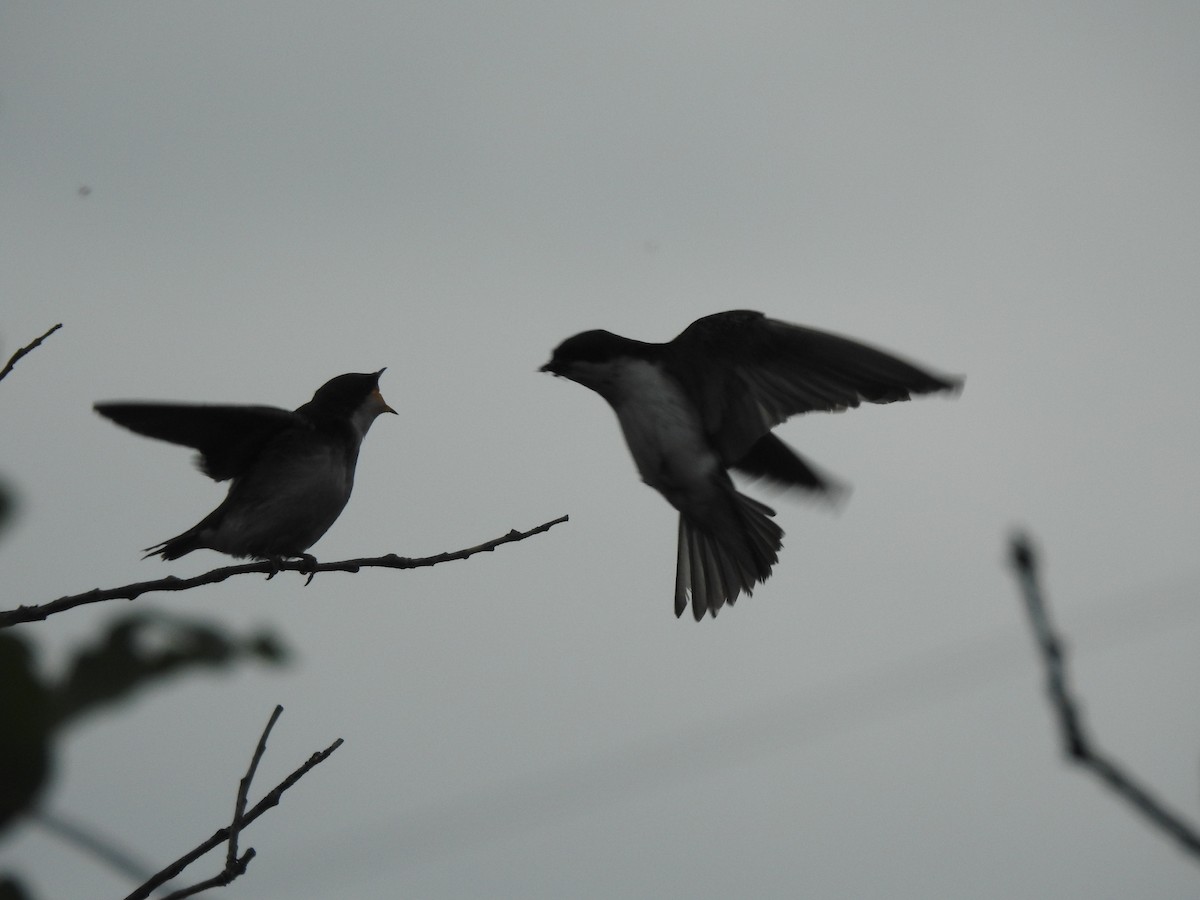 Tree Swallow - ML357709511