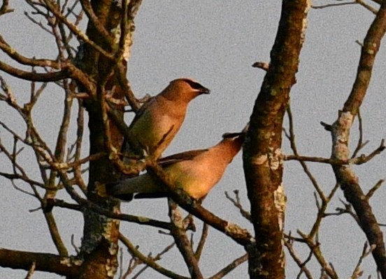 Cedar Waxwing - ML357711101