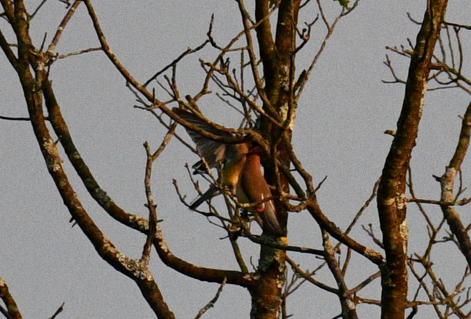 Cedar Waxwing - ML357711121