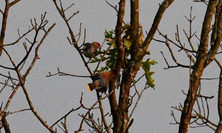 Cedar Waxwing - ML357711131