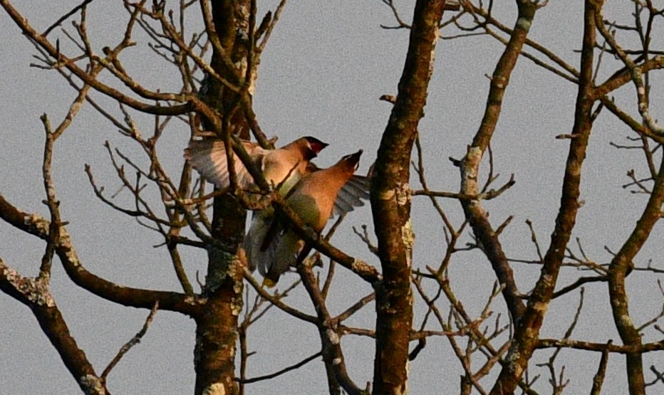 Cedar Waxwing - ML357711141