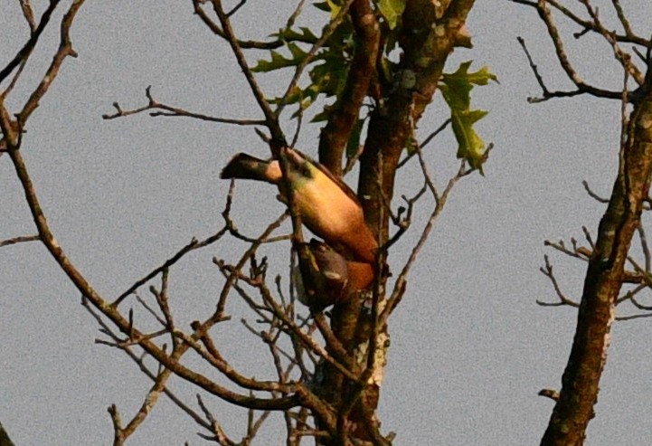 Cedar Waxwing - ML357711151