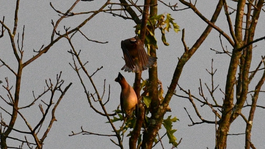 Cedar Waxwing - ML357711181
