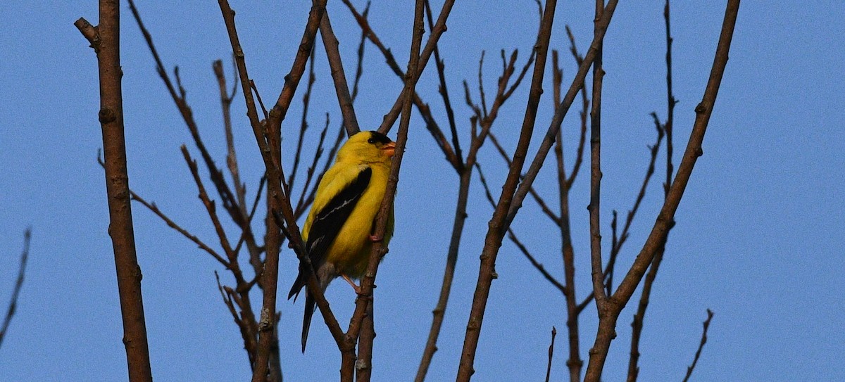 American Goldfinch - ML357711231