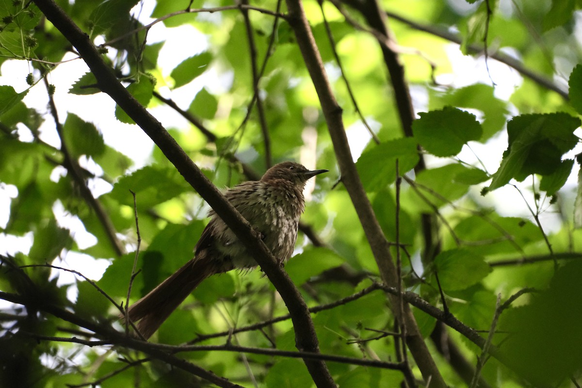 Brown Thrasher - ML357712101