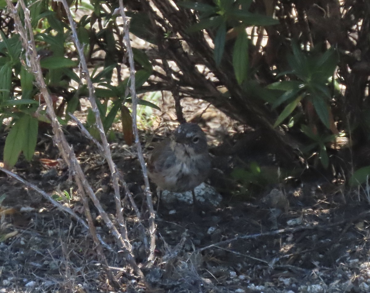 Bell's Sparrow - ML357712431