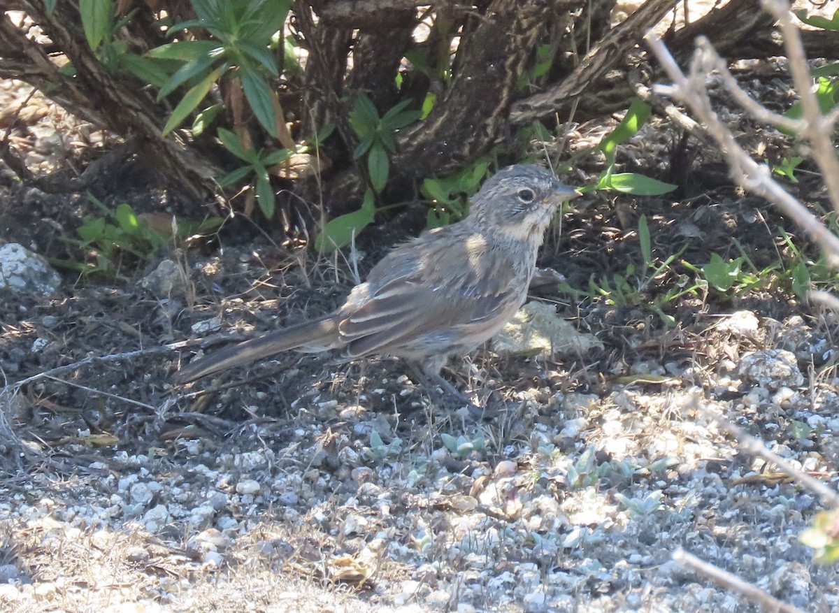 Bell's Sparrow - Linda Swanson