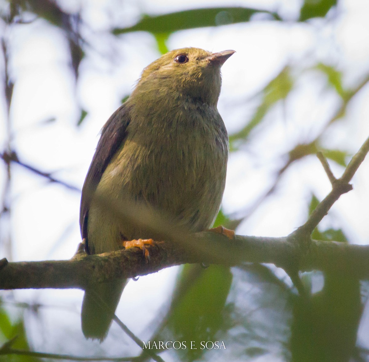 White-bearded Manakin - ML357715481