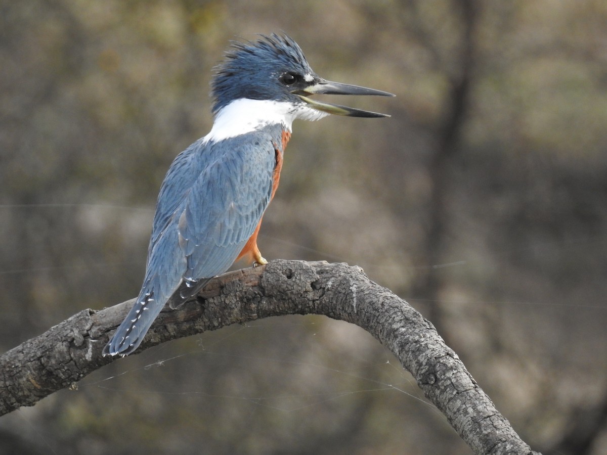 Ringed Kingfisher - Maximiliano Sager