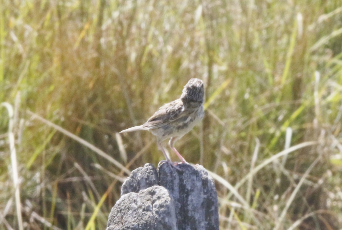 Grasshopper Sparrow - ML357719881