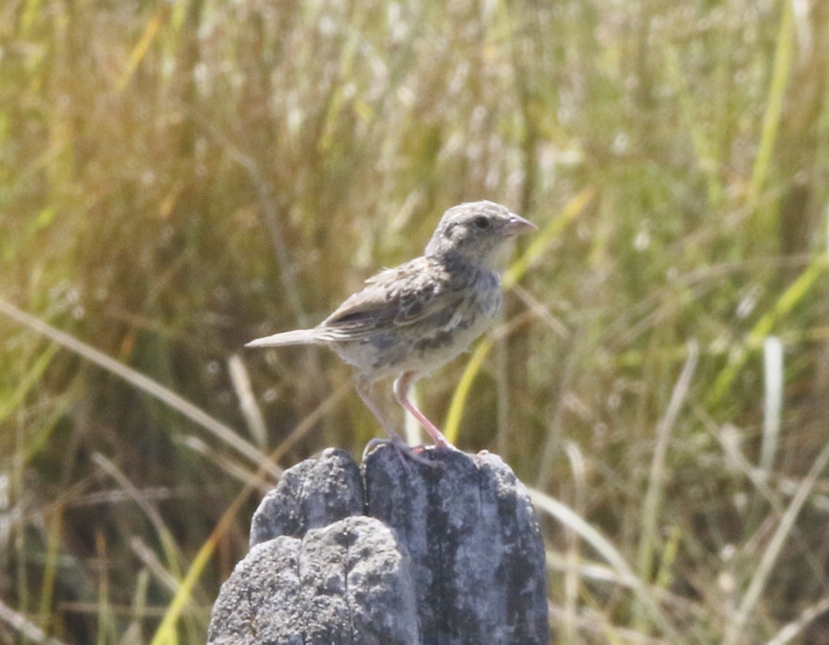 Grasshopper Sparrow - Stuart Angerer