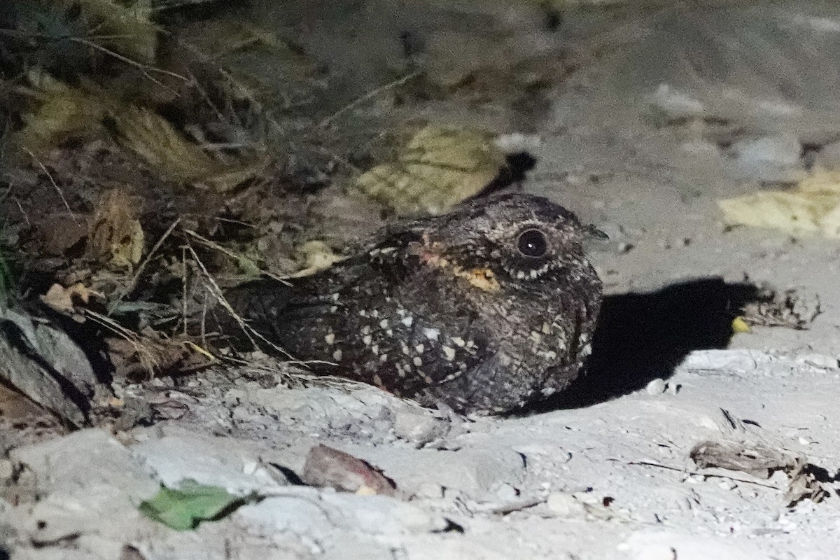 Montane Nightjar (Rwenzori) - David Kidwell