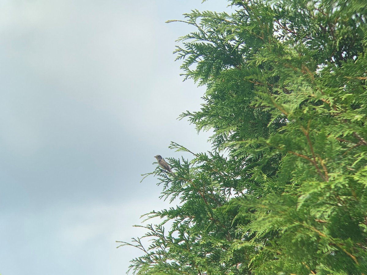 Willow Flycatcher - ML357721791
