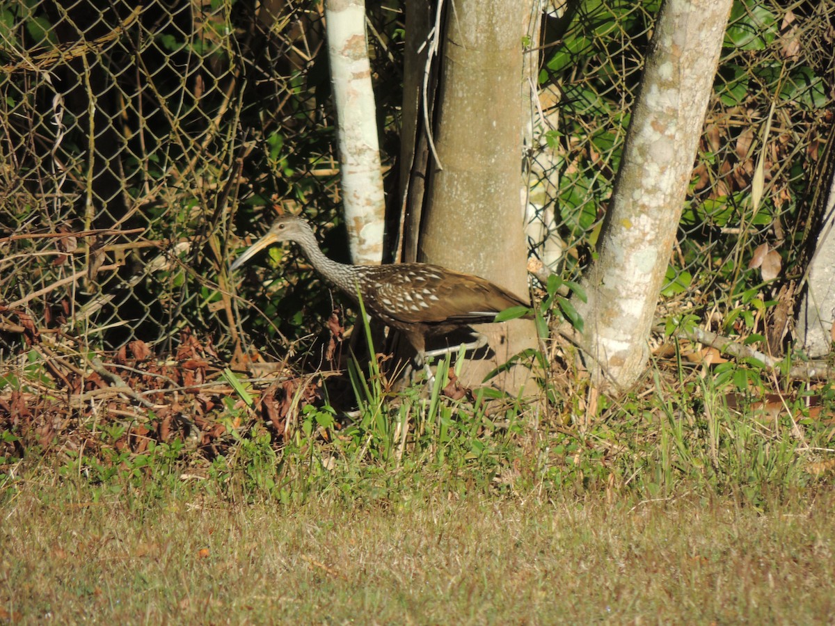 Limpkin - ML357721811