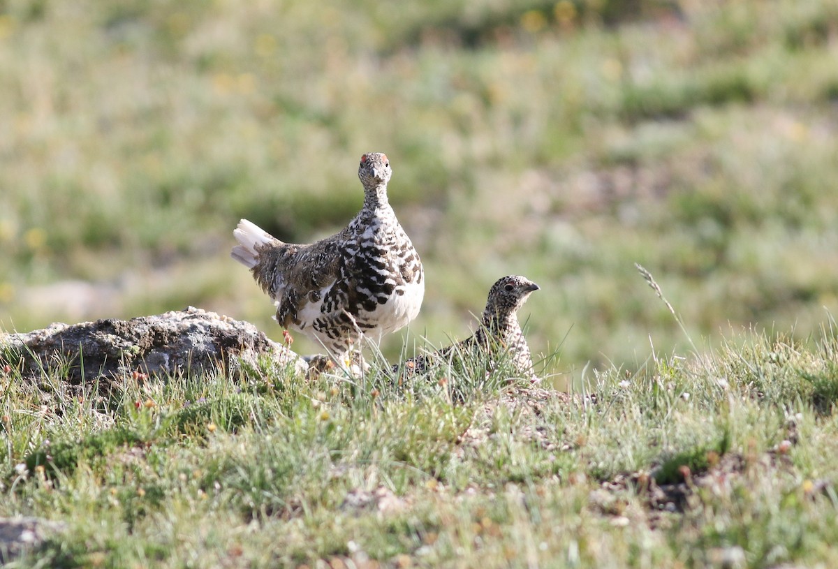 White-tailed Ptarmigan - ML357722001