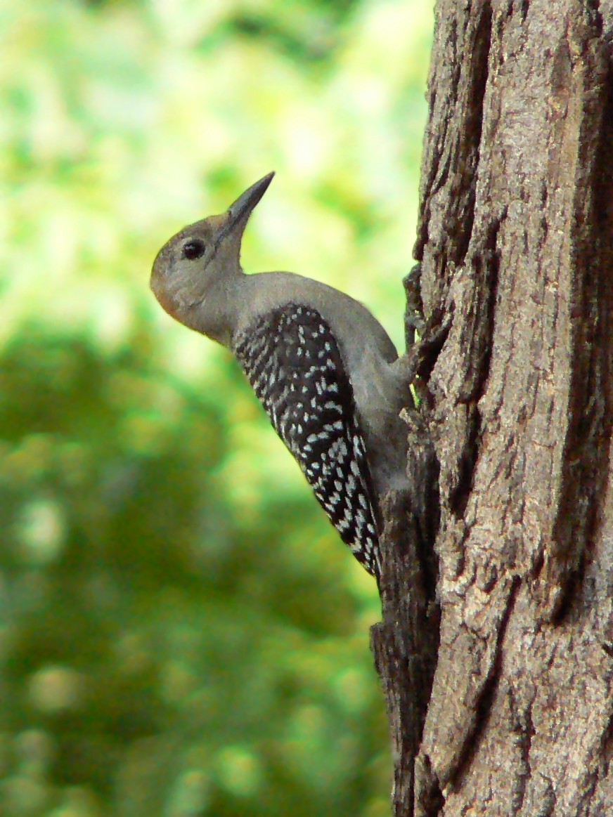 Red-bellied Woodpecker - ML357722221