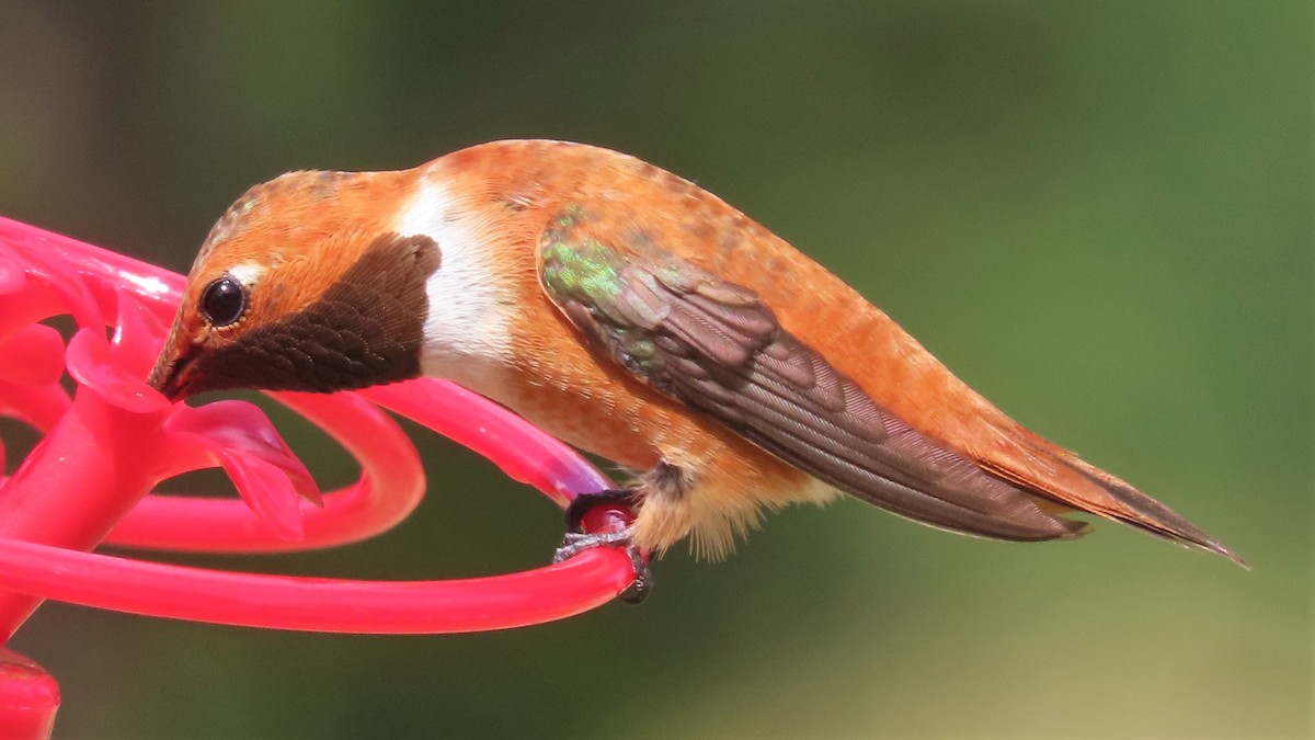 Rufous Hummingbird - ML357722511