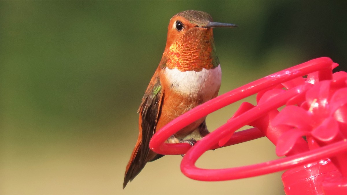 Rufous Hummingbird - ML357722561