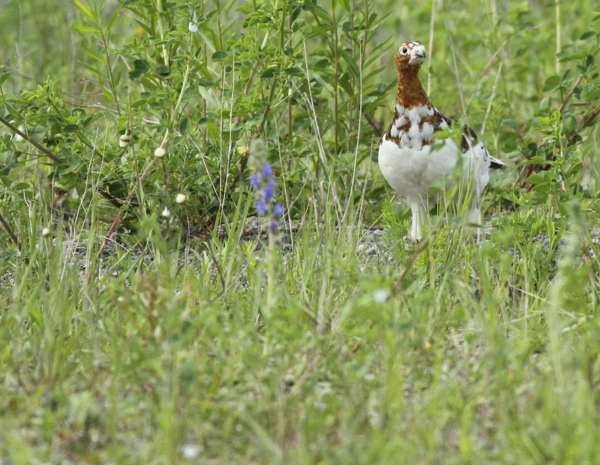 Willow Ptarmigan - ML35772261