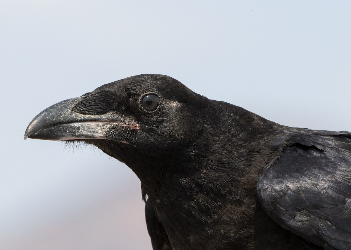 Chihuahuan Raven - Nina Hale