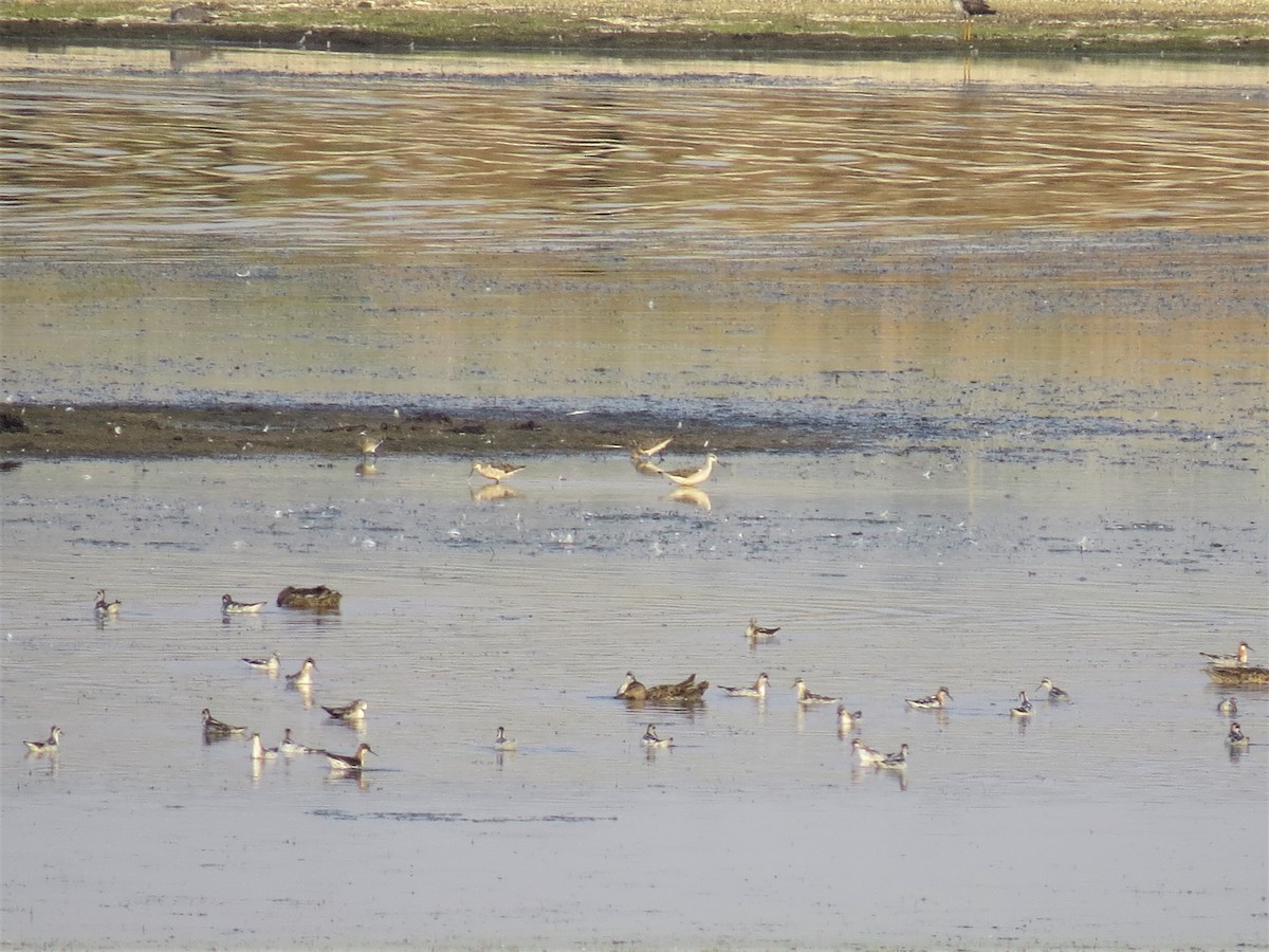 Wilson's Phalarope - ML357728591