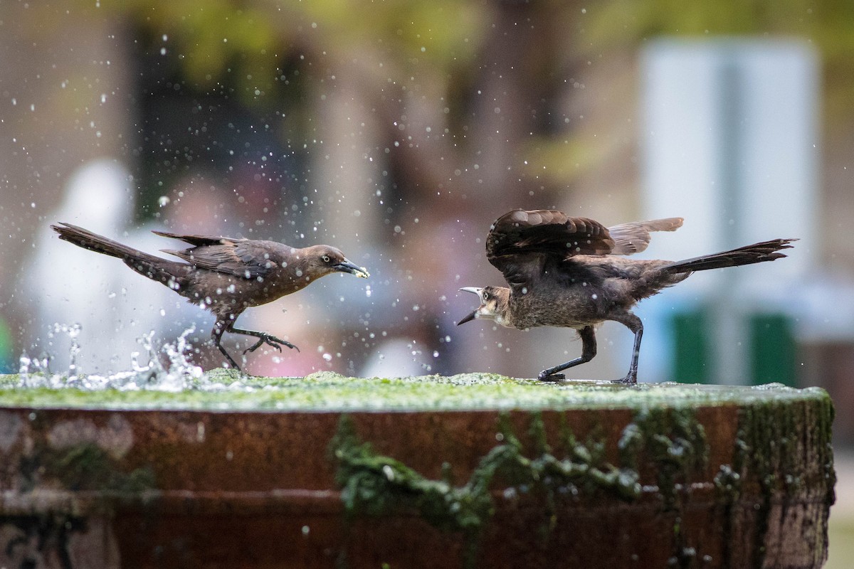 Great-tailed Grackle - Jeffrey Mann