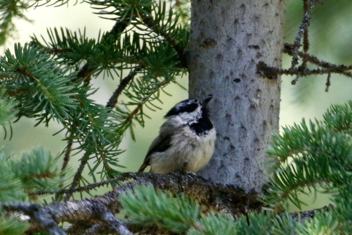 Mountain Chickadee - ML357730711