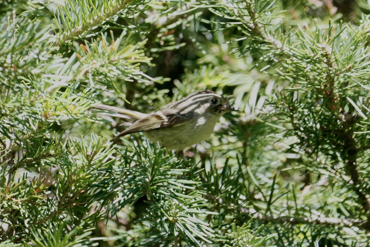 Ruby-crowned Kinglet - ML357730741