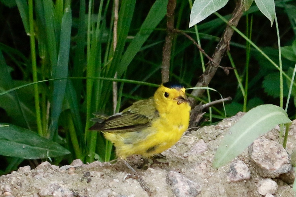 Wilson's Warbler - ML357730781