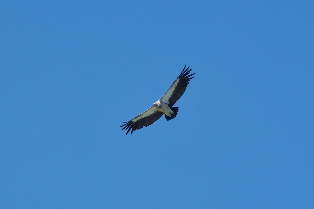 Himalayan Griffon - Stella Hao