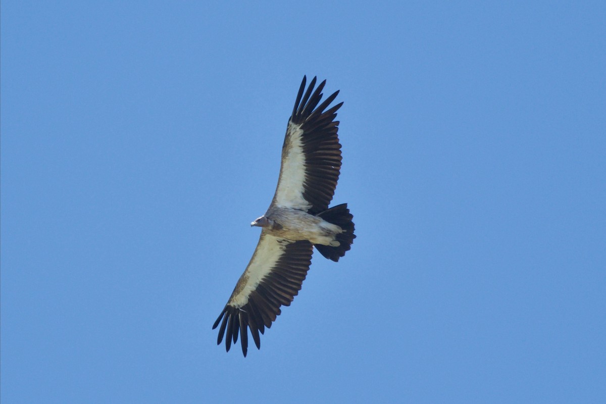 Himalayan Griffon - Stella Hao