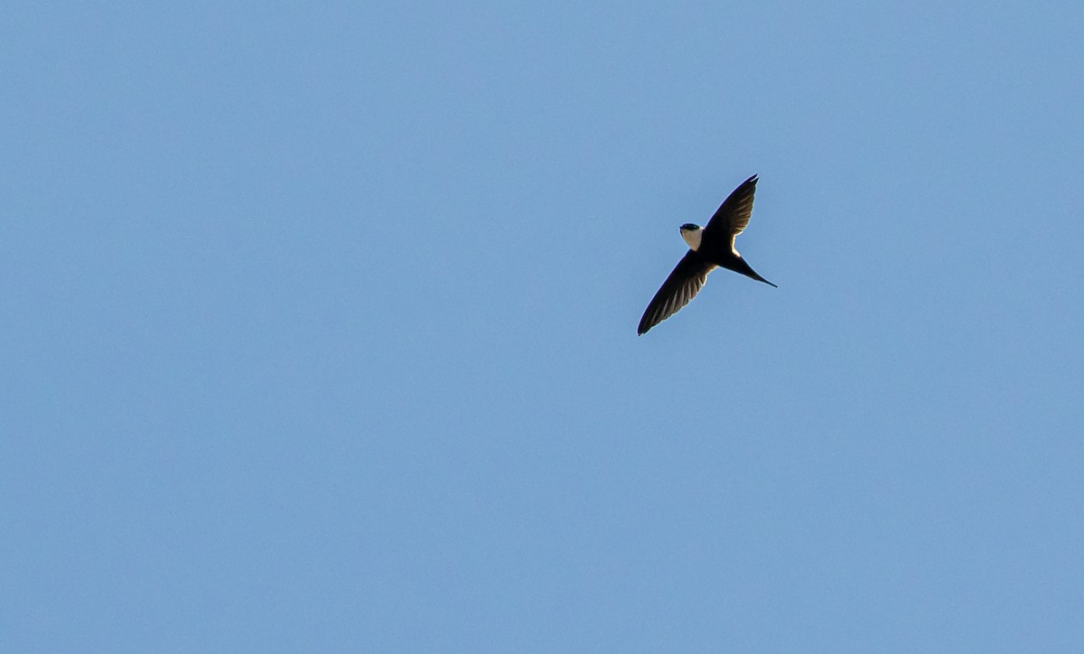 Lesser Swallow-tailed Swift - ML357733021