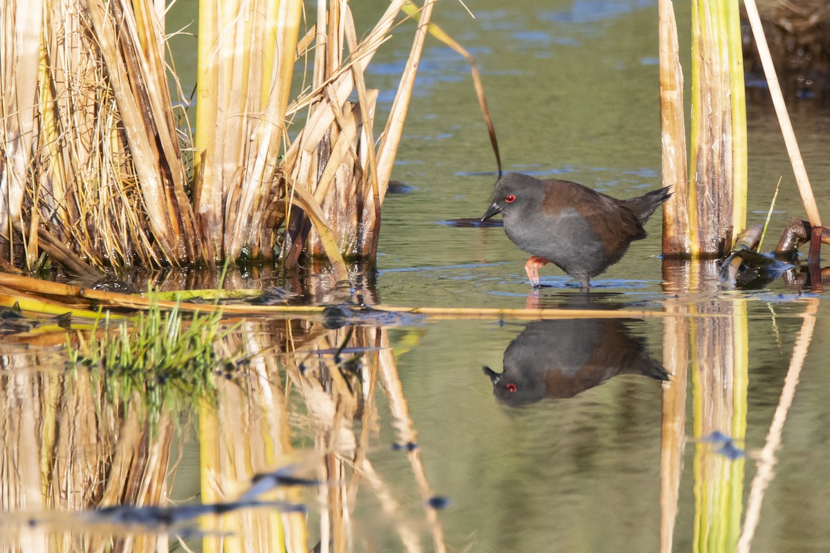 Spotless Crake - ML357735251