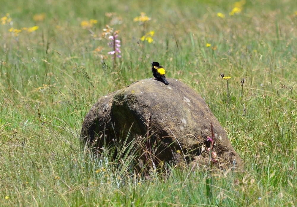 Yellow Bishop - ML357735321