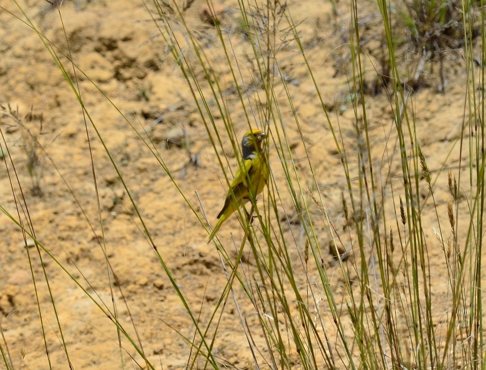 Cape Canary - ML357735331