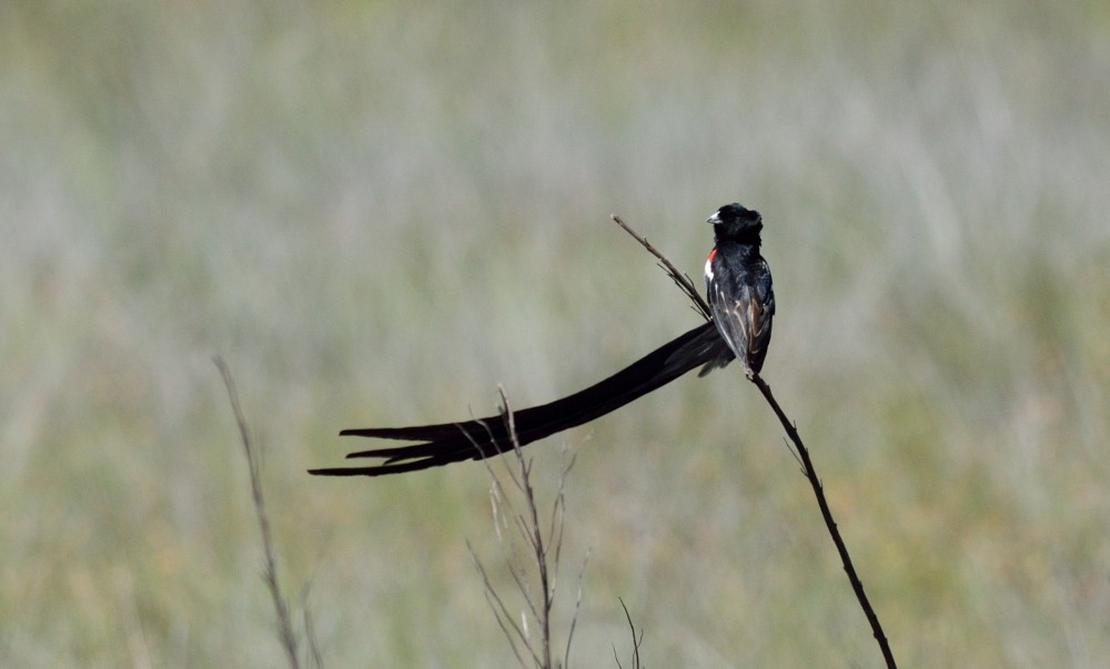 Long-tailed Widowbird - ML357735341