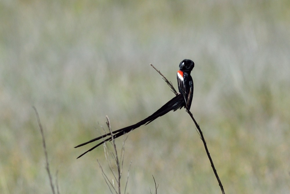 Long-tailed Widowbird - ML357735351