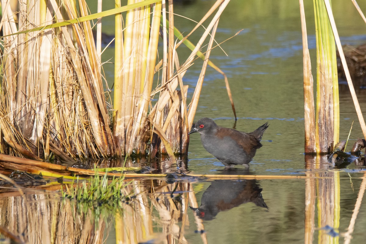 Spotless Crake - ML357735361