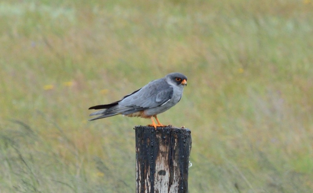 Amur Falcon - ML357735451