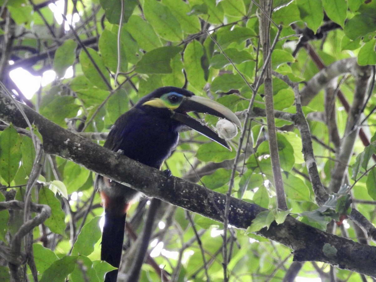 Yellow-eared Toucanet - ML357736831