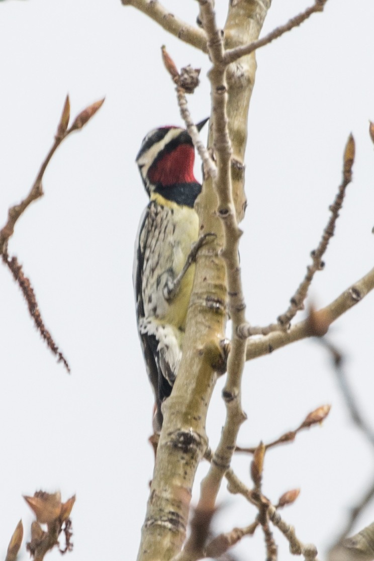 Yellow-bellied Sapsucker - ML357736861