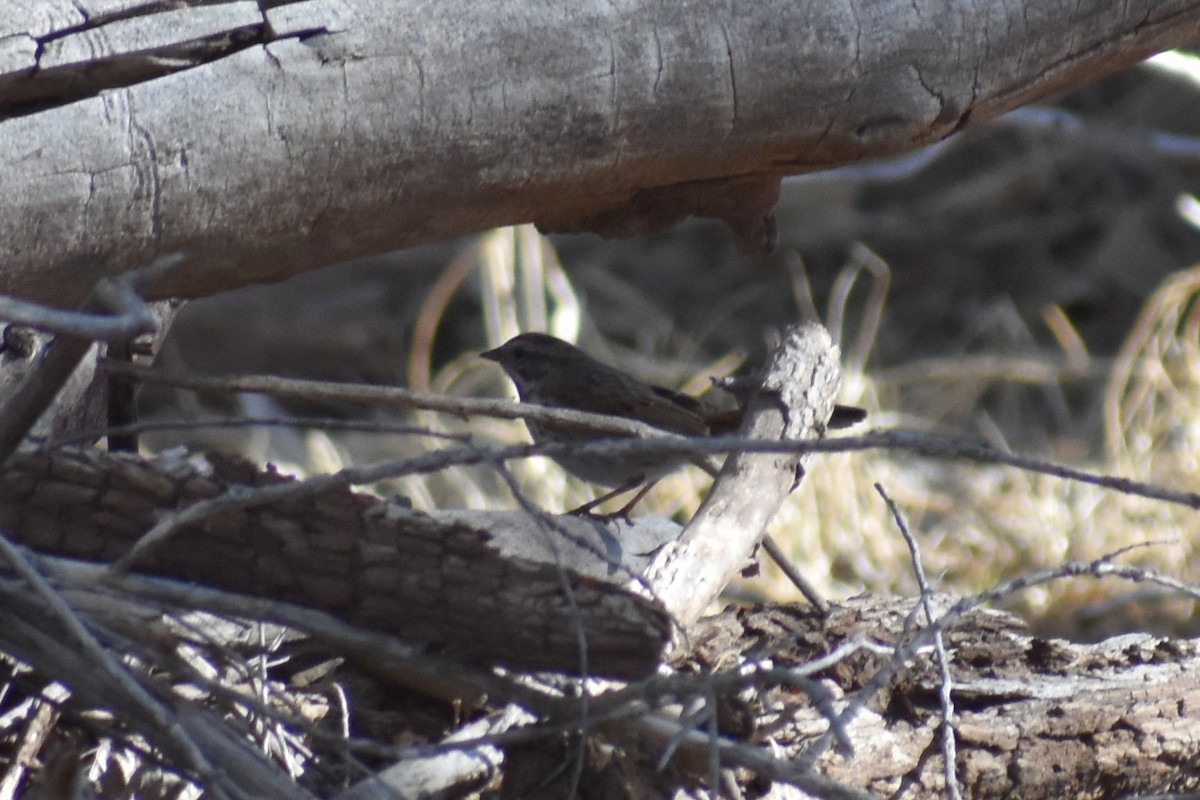 Song Sparrow - ML357737761