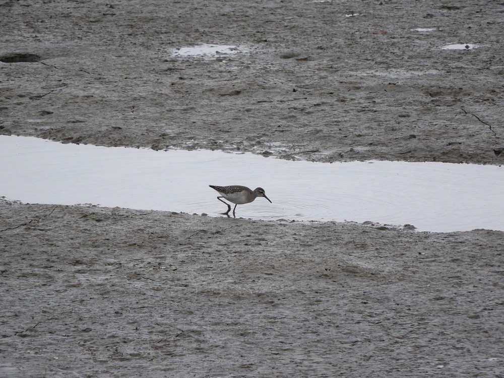 Common Greenshank - Meg Taylor