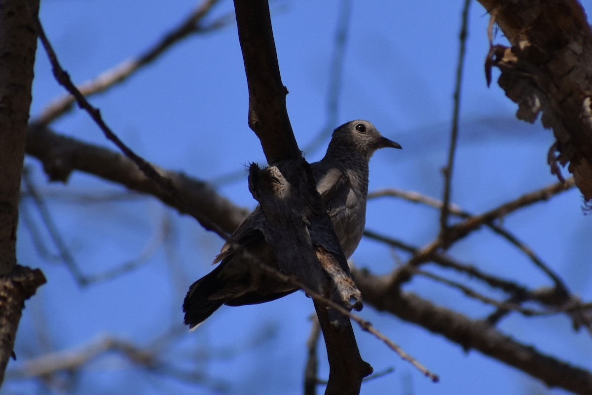 Common Ground Dove - ML357737921