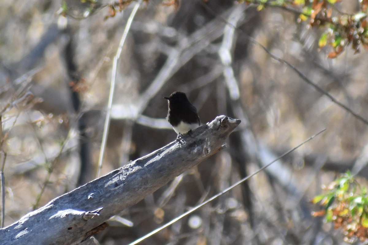 Black Phoebe - ML357737941