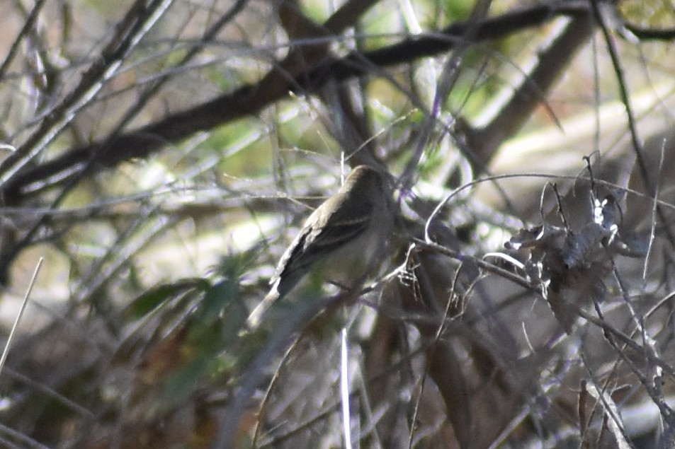 Mosquero sp. (Empidonax sp.) - ML357737961