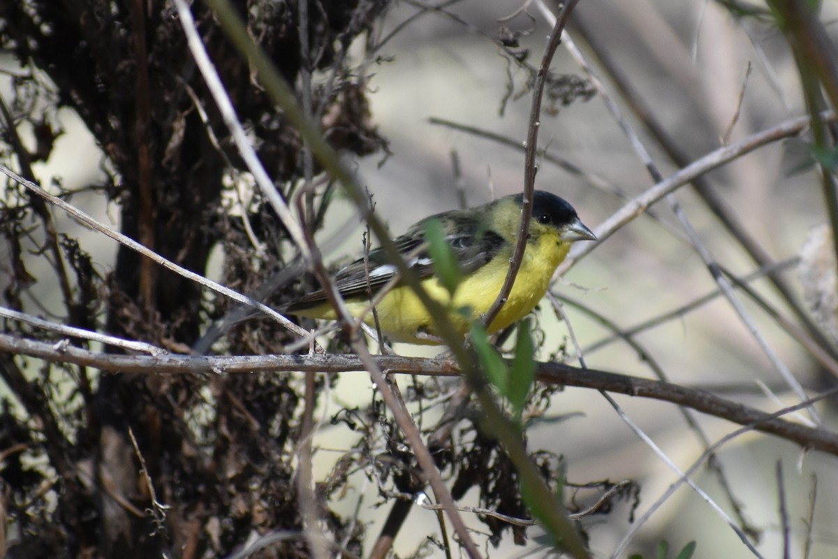 Lesser Goldfinch - ML357738001