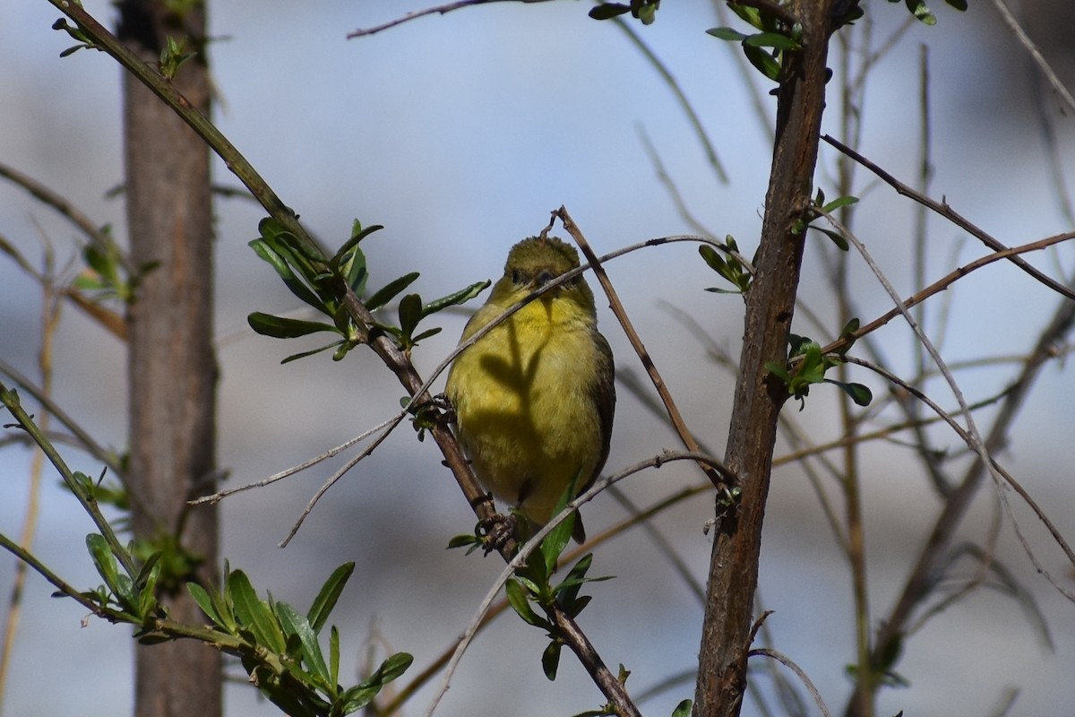 Lesser Goldfinch - ML357738011