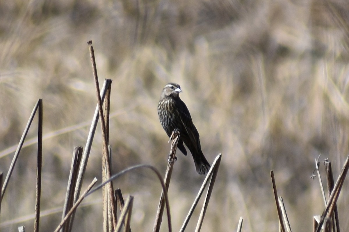 Red-winged Blackbird - ML357738221