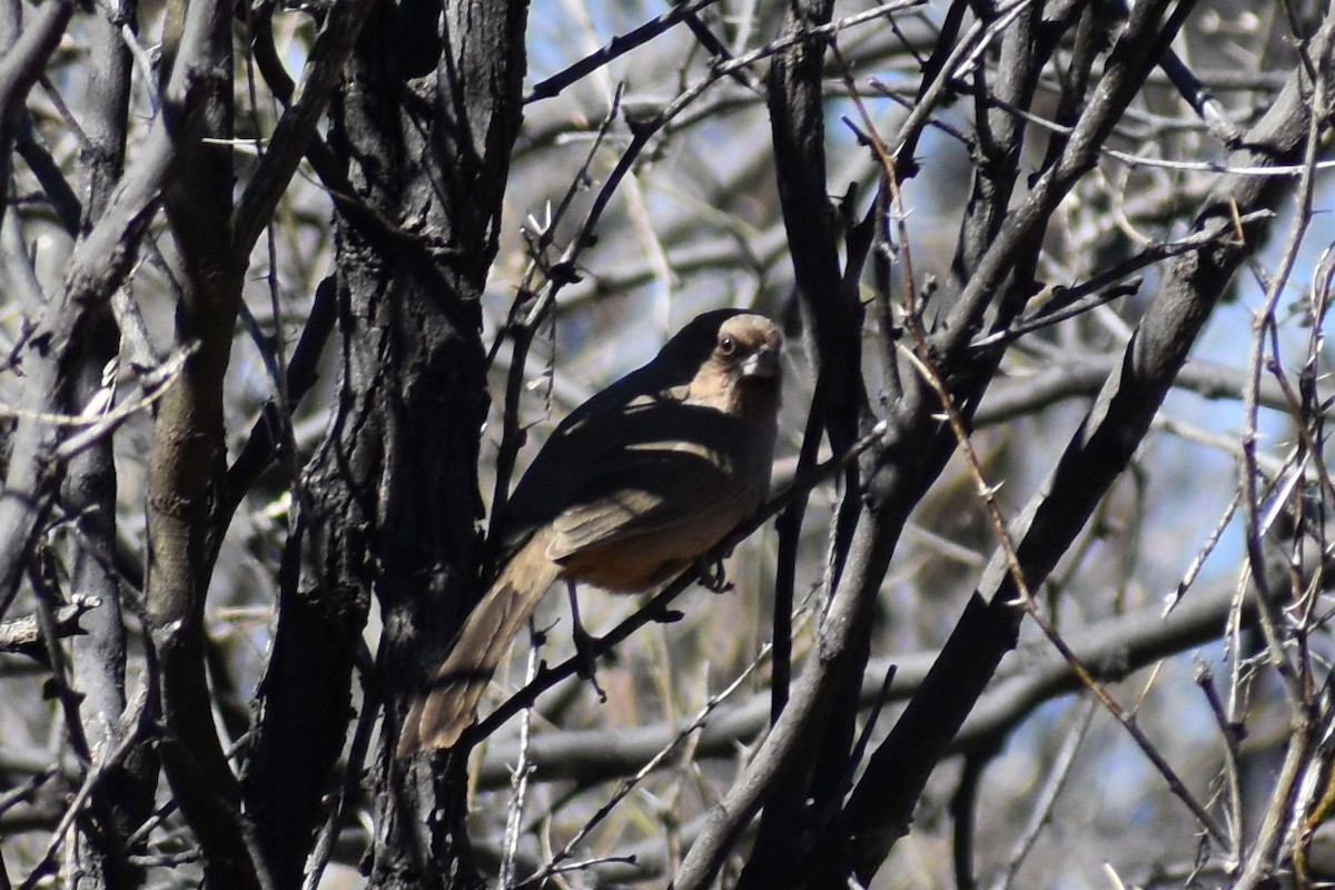 Abert's Towhee - ML357738311